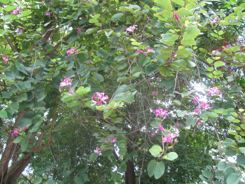 Dominican Republic 351.jpg